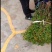 贵州李树苗，沿河空心李苗李子苗欢迎咨询采购
