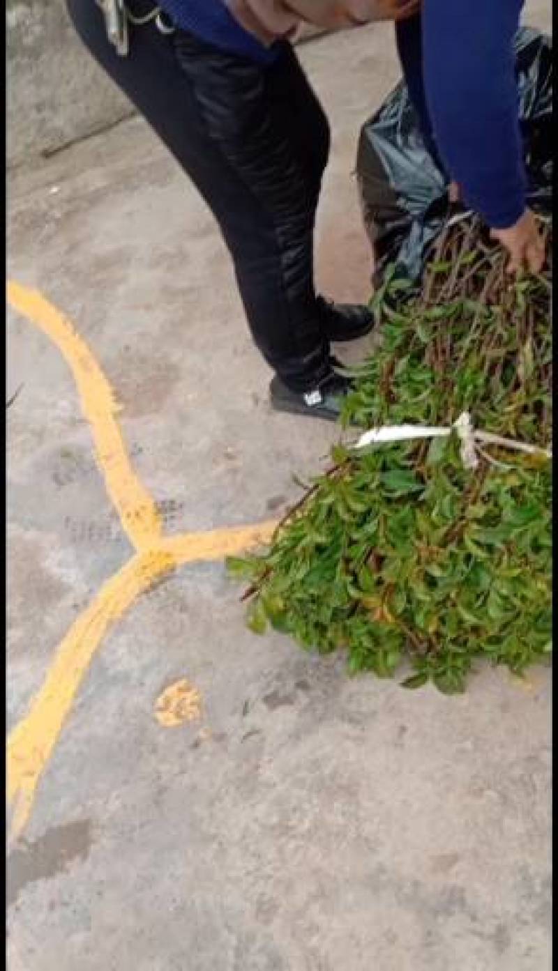 贵州李树苗，沿河空心李苗李子苗欢迎咨询采购