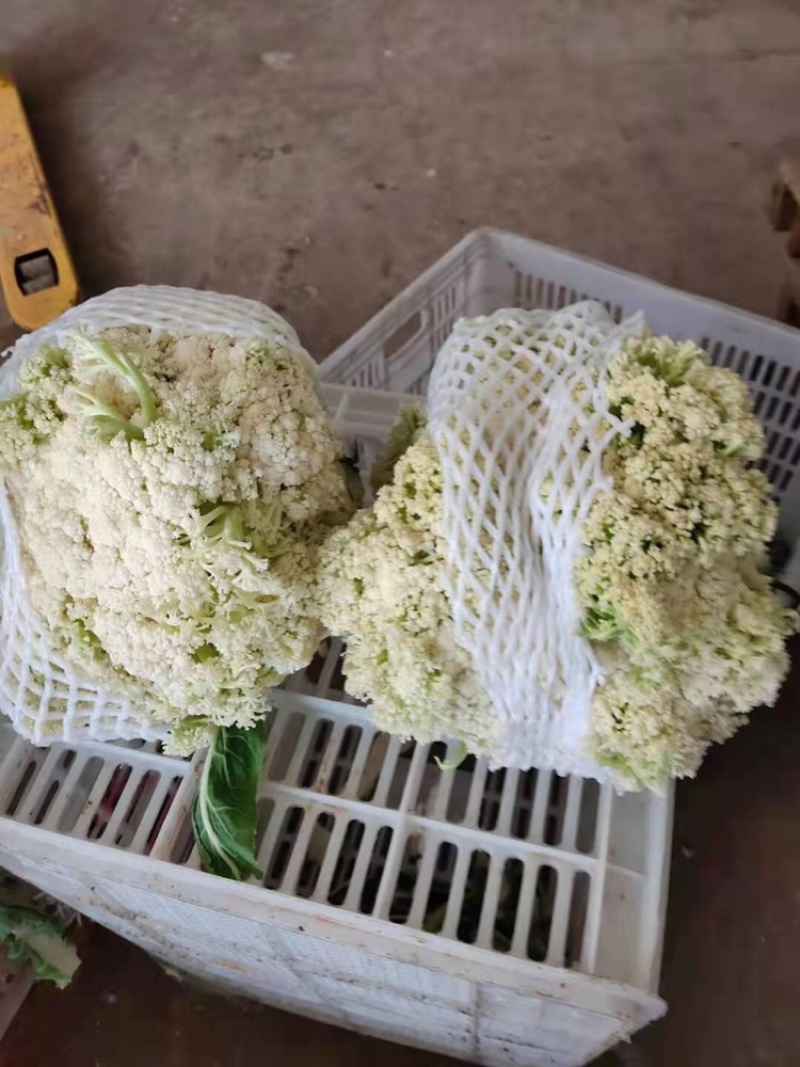 小米散花、花菜、加工厂专用脱水加工大量供应