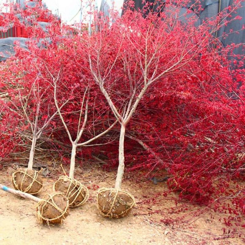 红枫红枫红舞姬中国红枫地载盆栽盆景庭院绿化