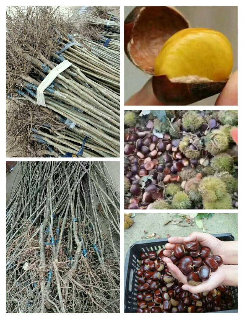 板栗嫁接苗处暑红香甜可口又糯又香