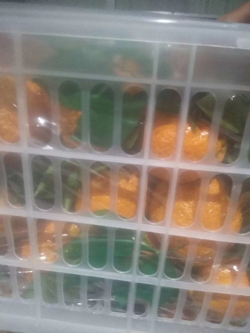 精品黄果柑，产地直发，货源充足，品质保证，欢迎致电
