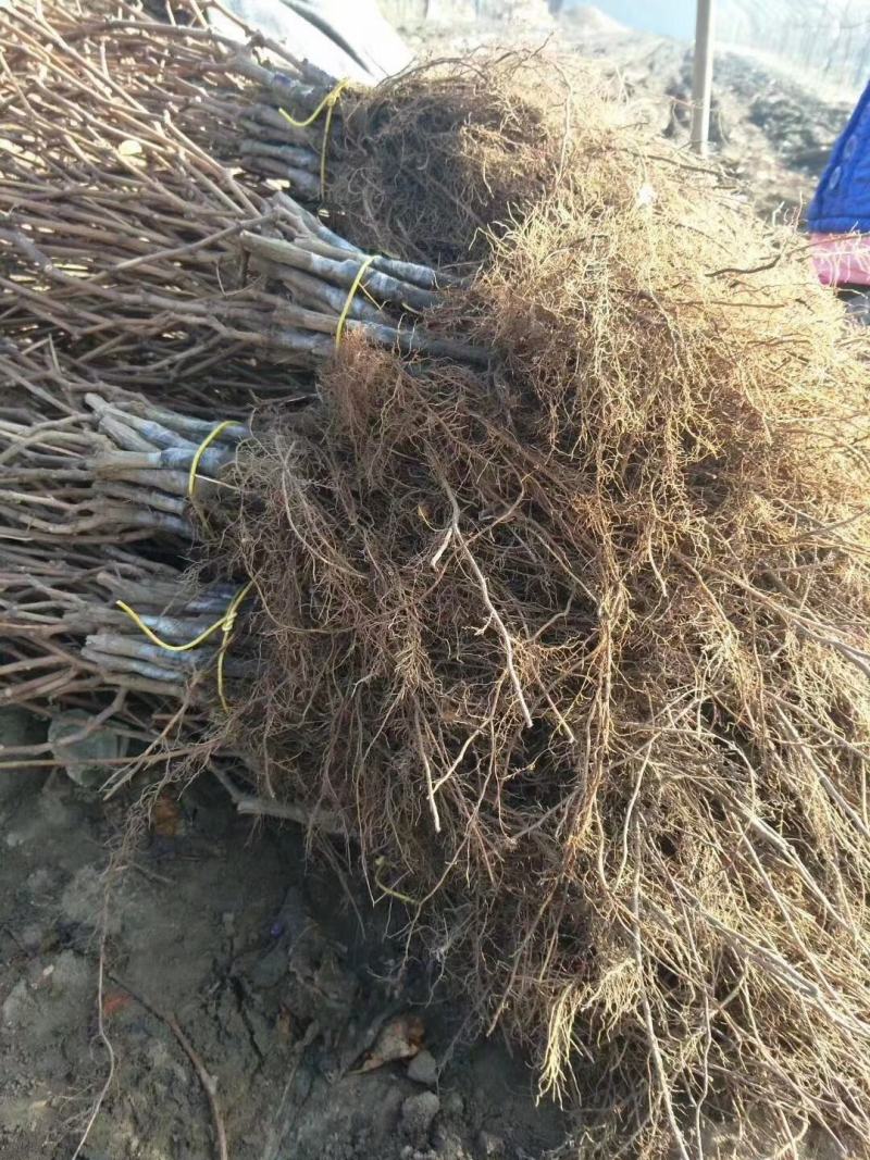 巨峰葡萄苗，好成活，欢迎实地考察，货源充足