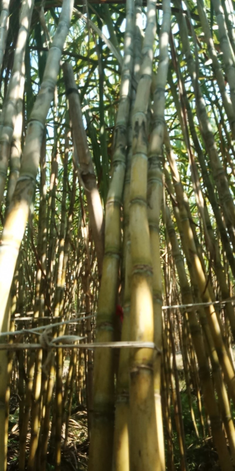 广西玉林台湾白皮甘庶产地直销来电咨询
