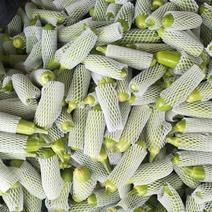 优质绿皮西葫芦大量上市了，产地直销，货源充足。