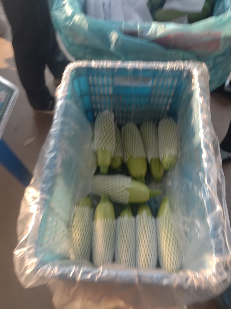 山东精品西葫芦大量上市中，价格不高保质保量发往全国
