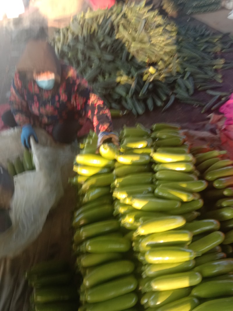 山东精品西葫芦大量上市中，价格不高保质保量发往全国