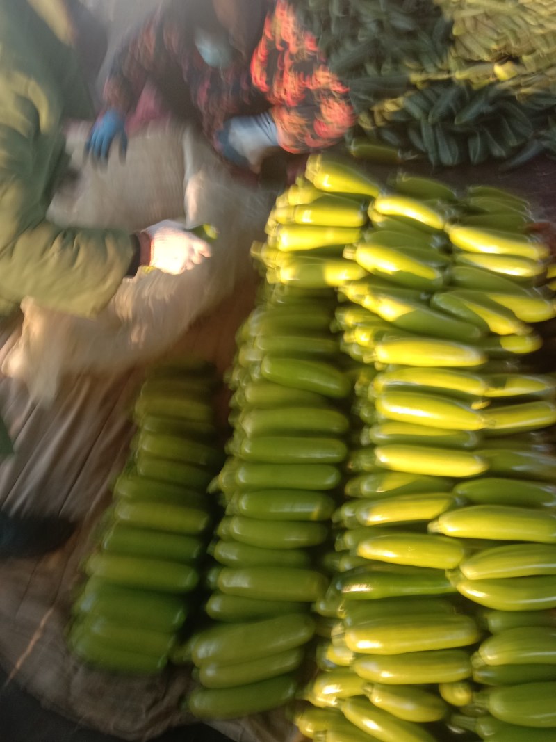 山东精品西葫芦大量上市中，价格不高保质保量发往全国