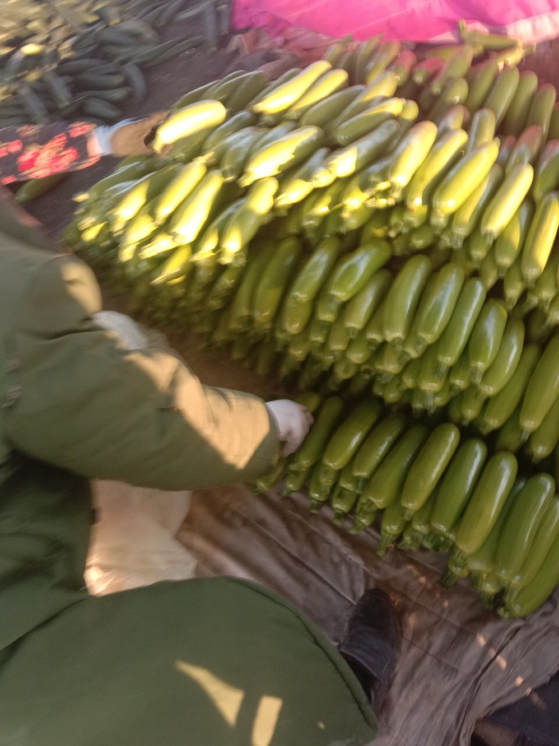 山东精品西葫芦大量上市中，价格不高保质保量发往全国