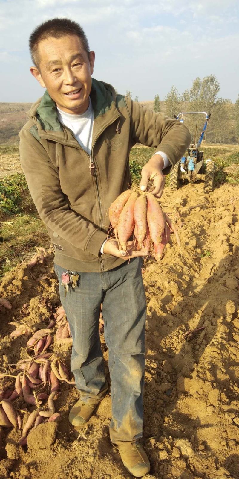 【牛商推荐】临沂沂蒙山丘陵烟薯25口感好型美欢迎咨询