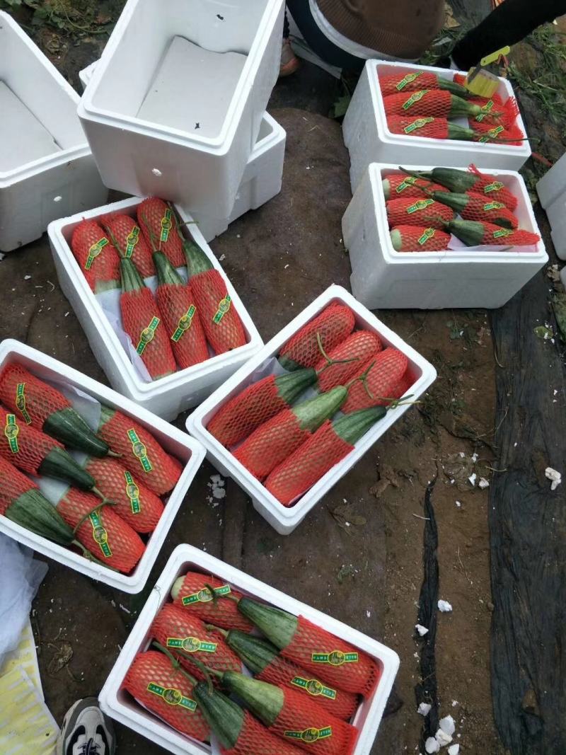 精品羊角蜜，产地直发中口感脆甜，包装小工齐全无中间商差价