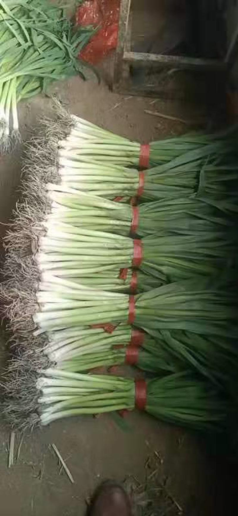 优质蒜苗，大量出售，质好价低。