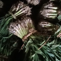 优质蒜苗，大量出售，质好价低。