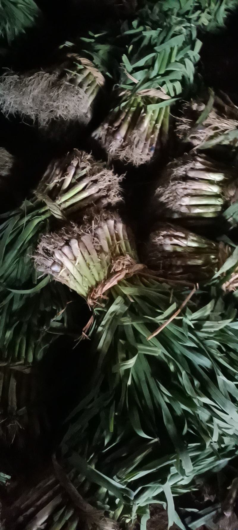 优质蒜苗，大量出售，质好价低。
