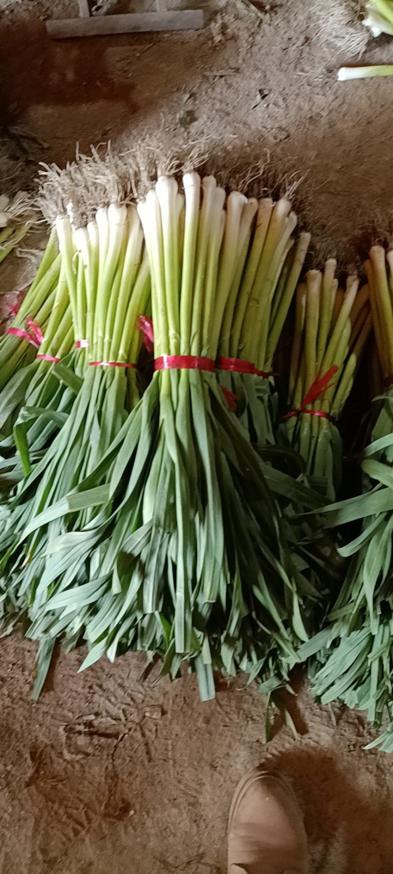 优质蒜苗，大量出售，质好价低。