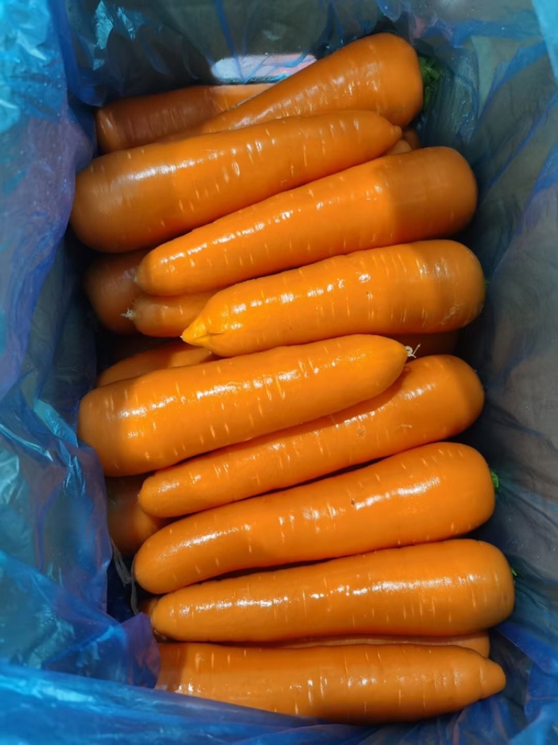 泥土胡萝卜🥕大量对接平台货源稳定日供量3挂车、支持包地