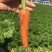 泥土胡萝卜🥕大量对接平台货源稳定日供量3挂车、支持包地