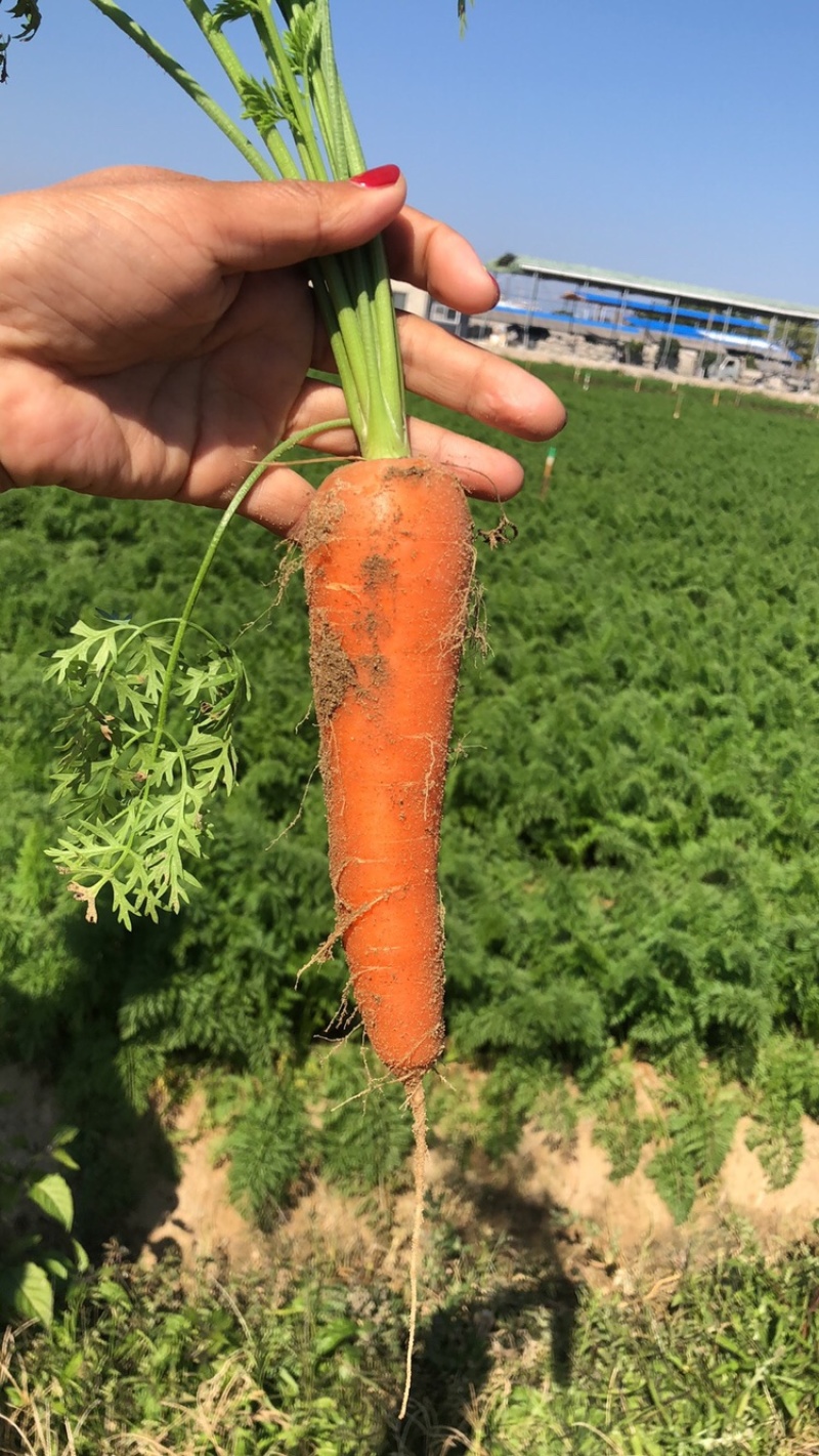 泥土胡萝卜🥕大量对接平台货源稳定日供量3挂车、支持包地