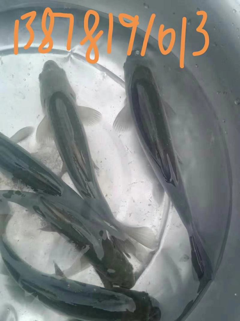 青鱼鱼苗，黑鲩鱼苗，黑草鱼苗，供应