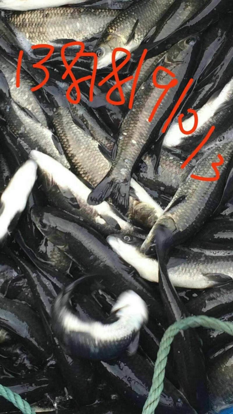 青鱼鱼苗，黑鲩鱼苗，黑草鱼苗，供应