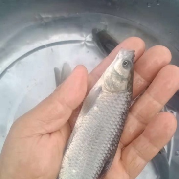 青鱼鱼苗，黑鲩鱼苗，黑草鱼苗，供应