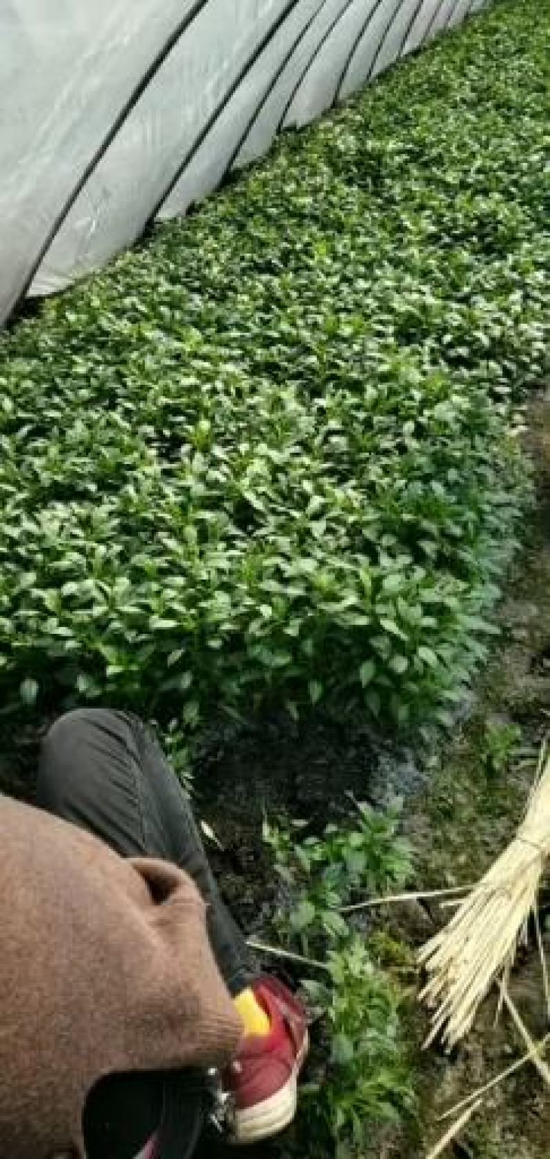 优质辣椒苗茄苗丝瓜苗苦瓜苗