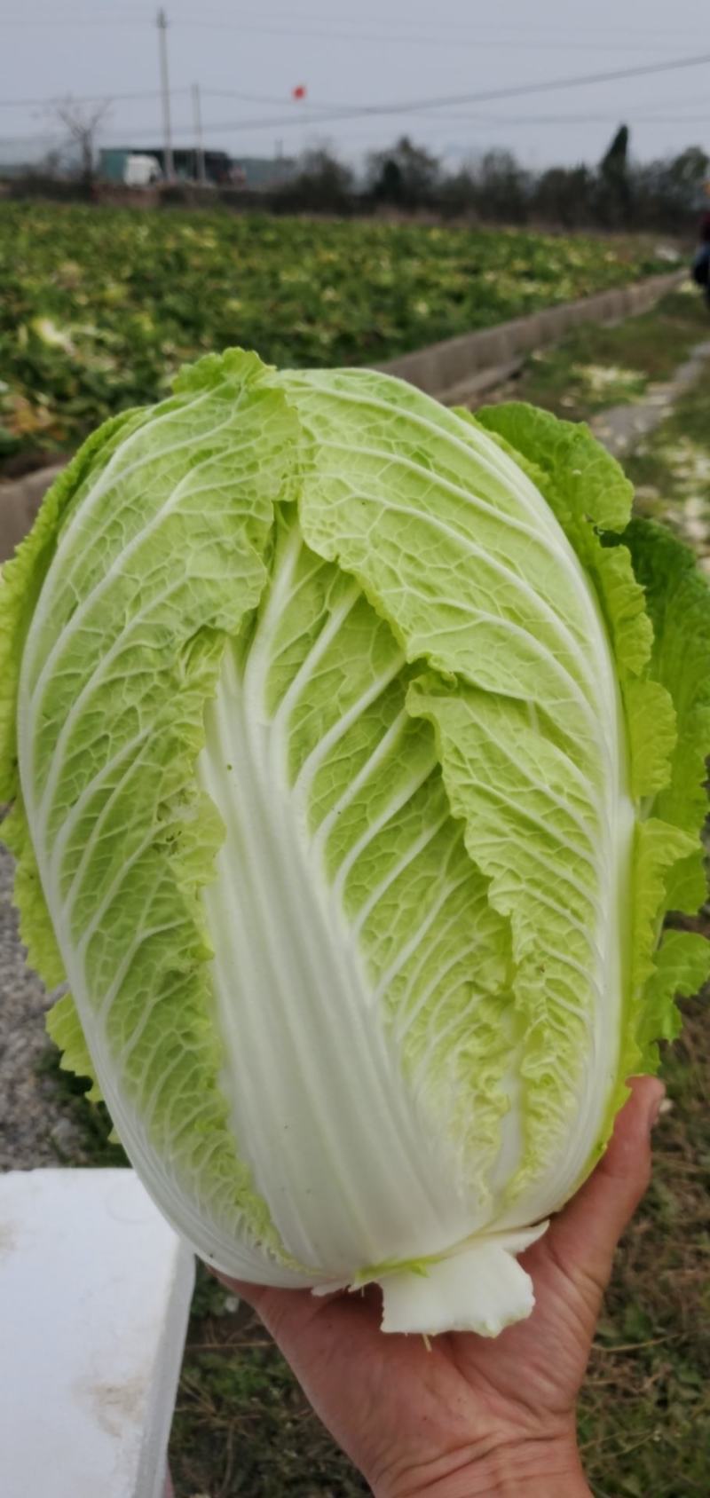 蔬菜黄心大白菜大量上市