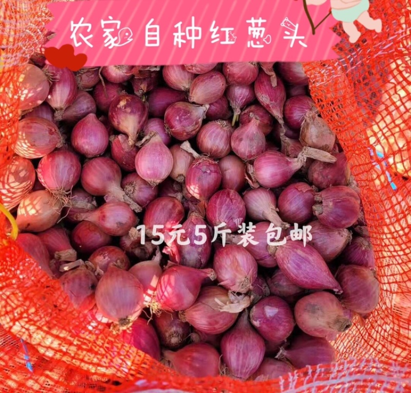 正宗缅甸小毛葱珠葱小洋葱🧅基地直供