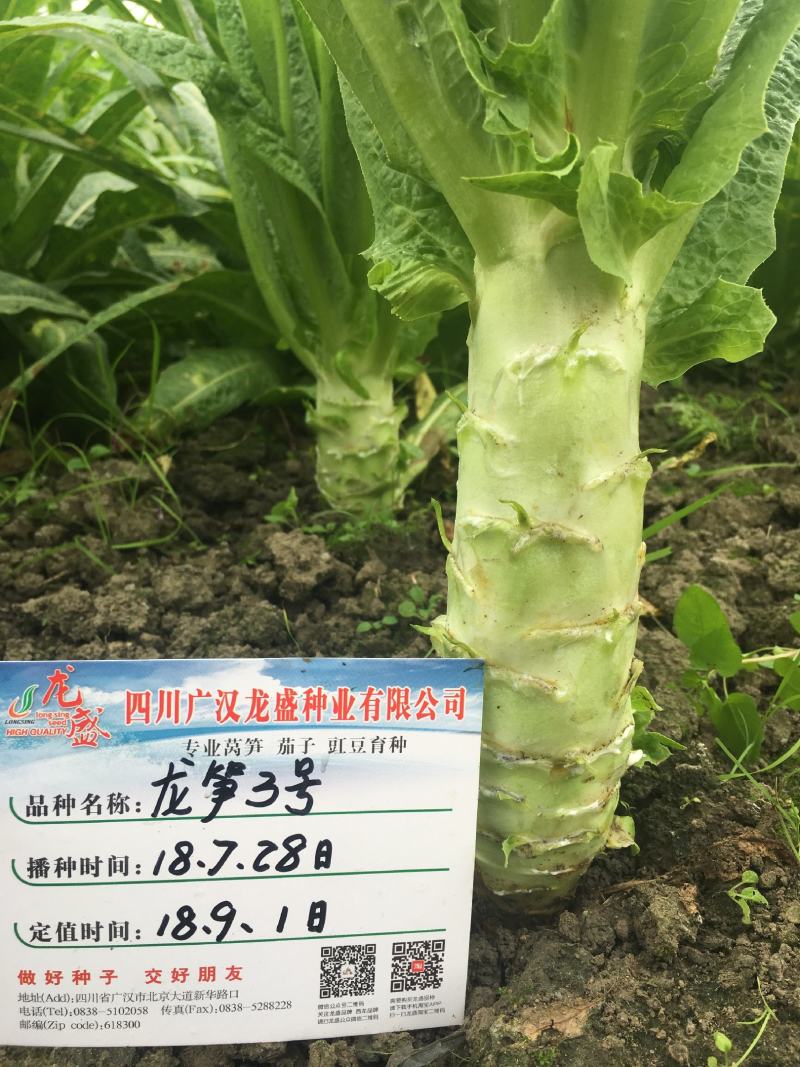 龙笋3号高温专用杂交尖叶莴笋种子抗热抗病清香莴苣种子