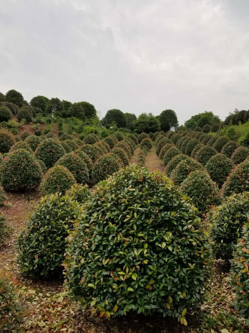 红叶石楠树及红叶石楠球树苗苗木室外常绿耐寒植物球
