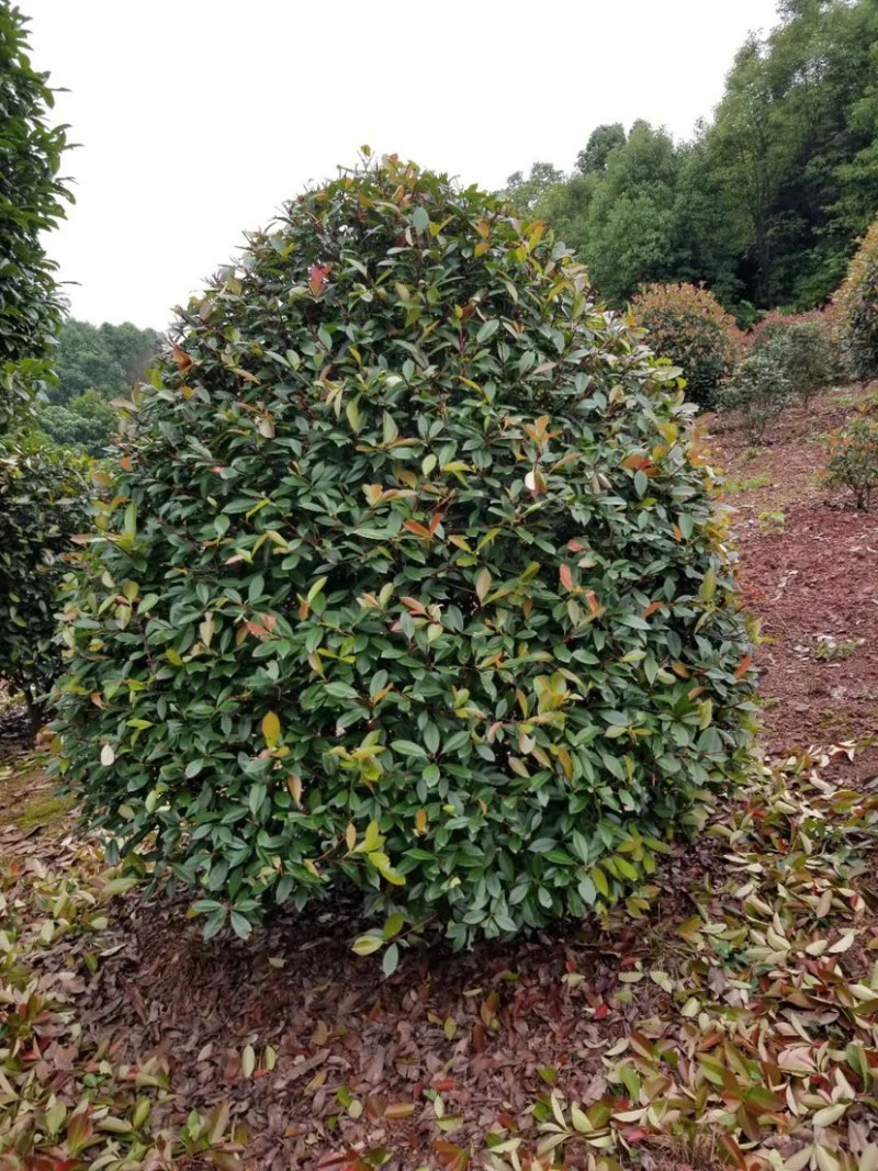 红叶石楠树及红叶石楠球树苗苗木室外常绿耐寒植物球