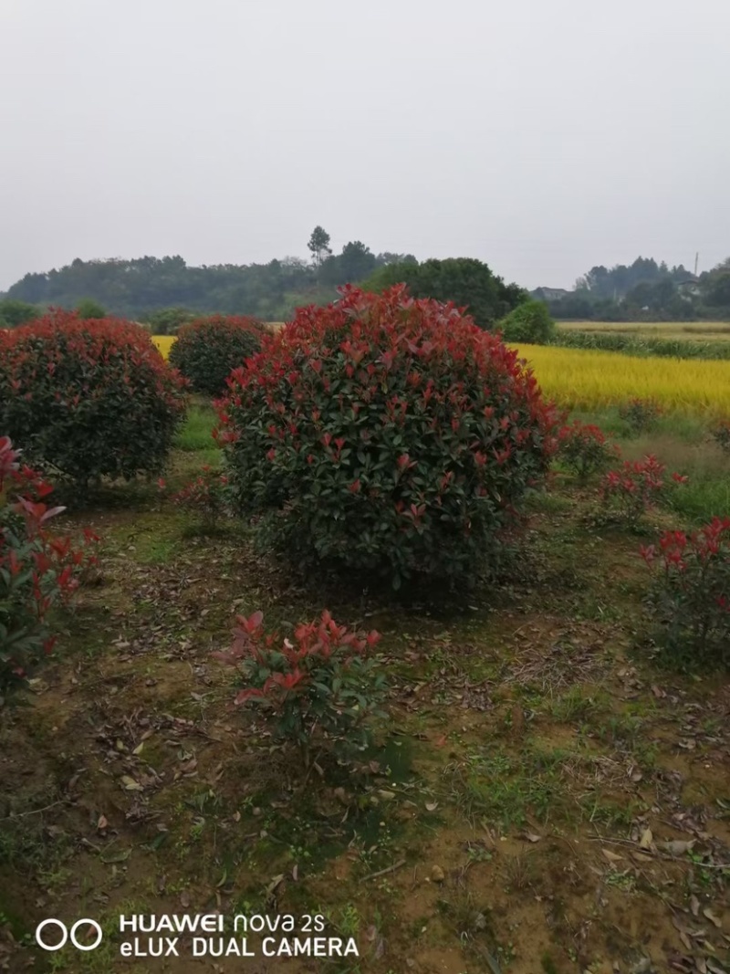 红叶石楠树及红叶石楠球树苗苗木室外常绿耐寒植物球