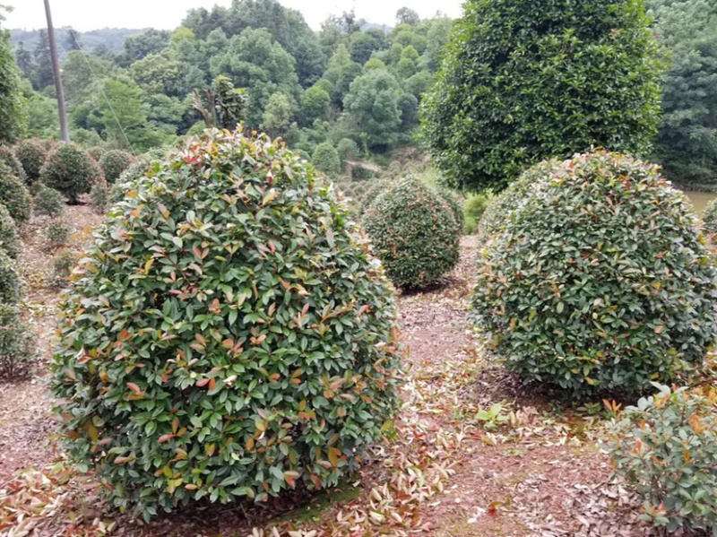 红叶石楠树及红叶石楠球树苗苗木室外常绿耐寒植物球