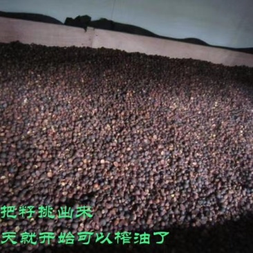 福建省三明市高山野生红花茶油
