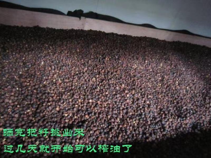 福建省三明市高山野生红花茶油