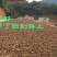福建省三明市高山野生红花茶油
