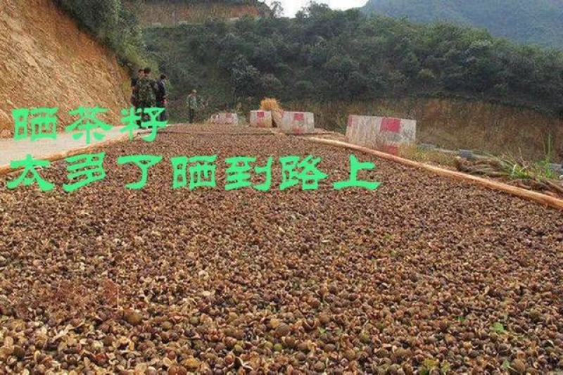 福建省三明市高山野生红花茶油