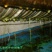 福建省三明市高山野生红花茶油