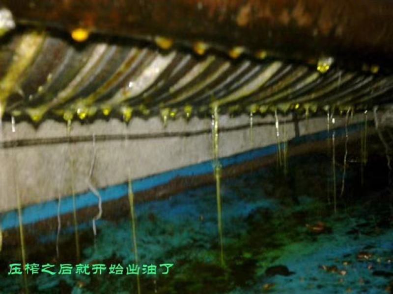 福建省三明市高山野生红花茶油