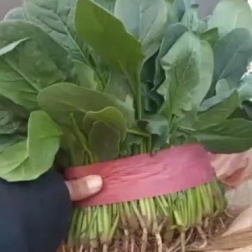 叶菜春季菠菜大量上市了