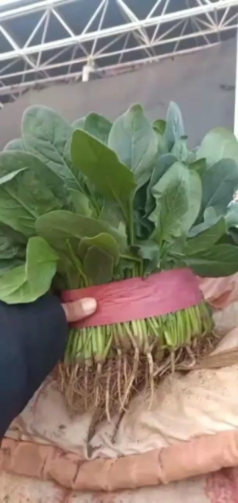 叶菜春季菠菜大量上市了