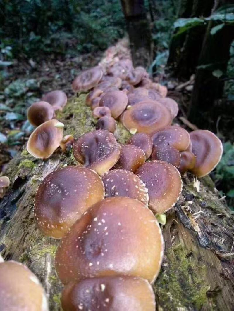 广西来宾市金秀县大瑶山野生香菇
