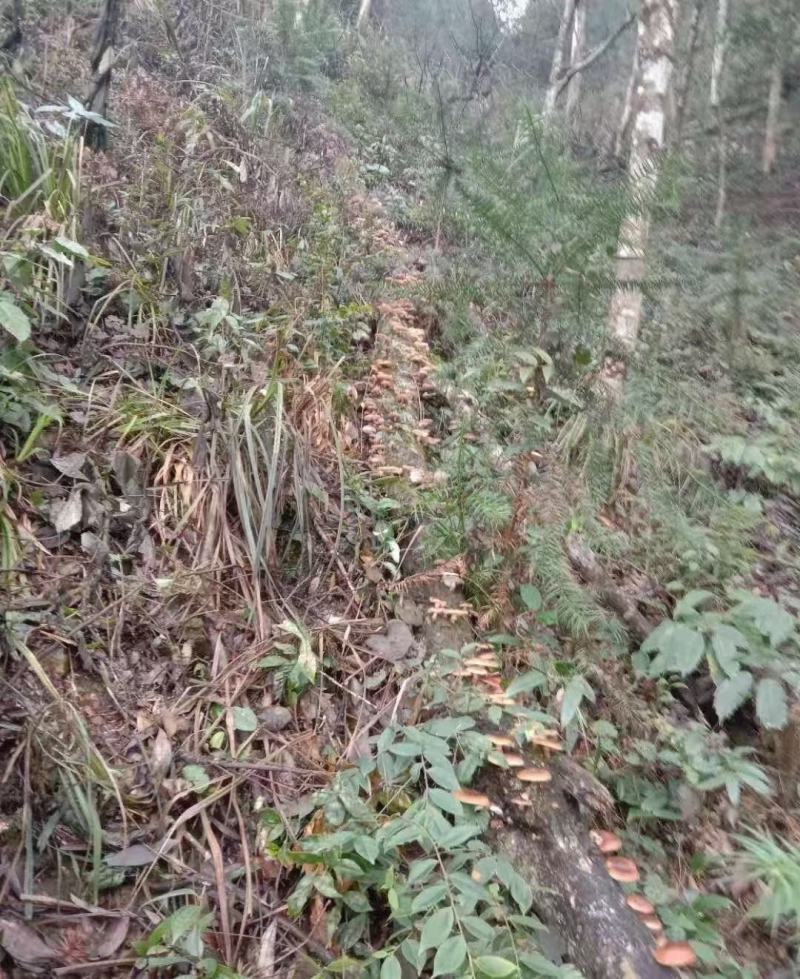 广西来宾市金秀县大瑶山野生香菇