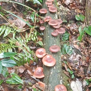 广西来宾市金秀县大瑶山野生香菇