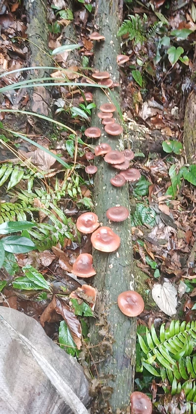 广西来宾市金秀县大瑶山野生香菇