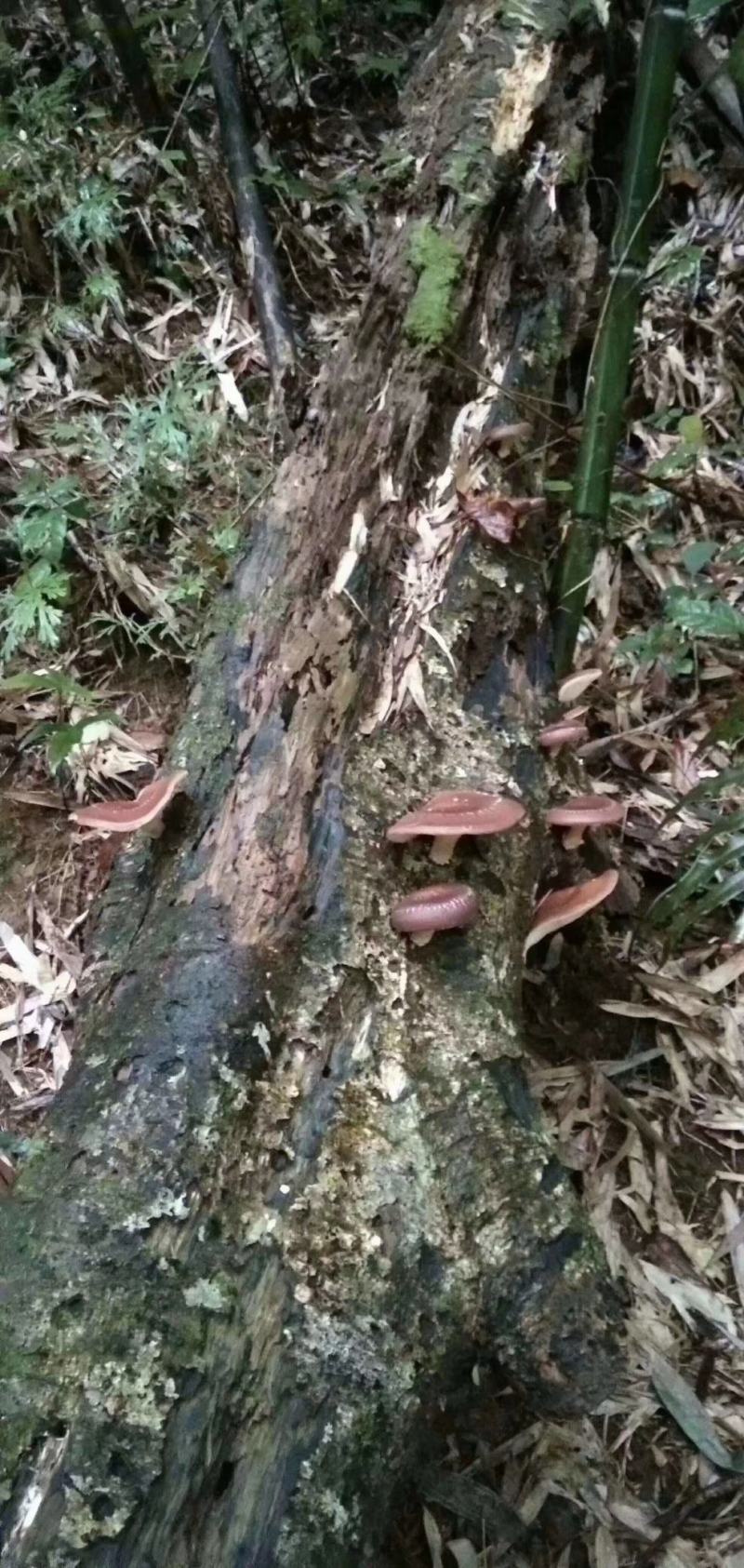 广西来宾市金秀县大瑶山野生香菇