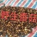 广西来宾市金秀县大瑶山野生香菇