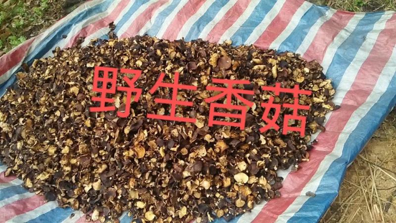 广西来宾市金秀县大瑶山野生香菇