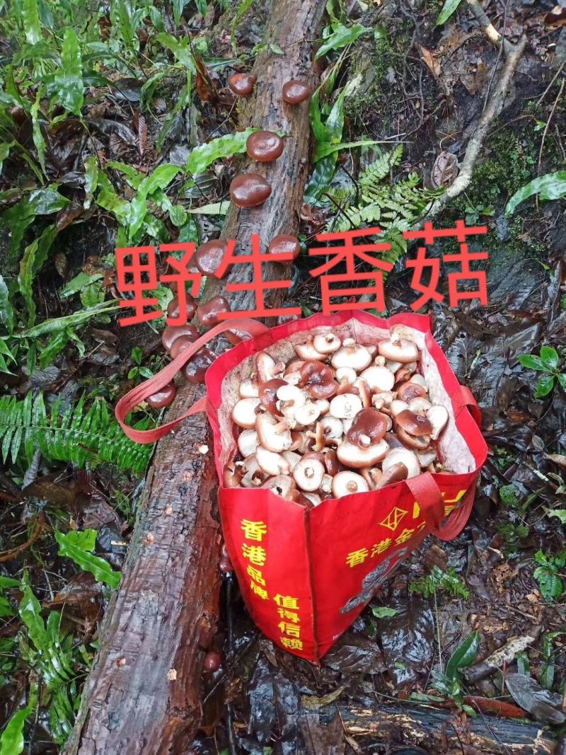 广西来宾市金秀县大瑶山野生香菇