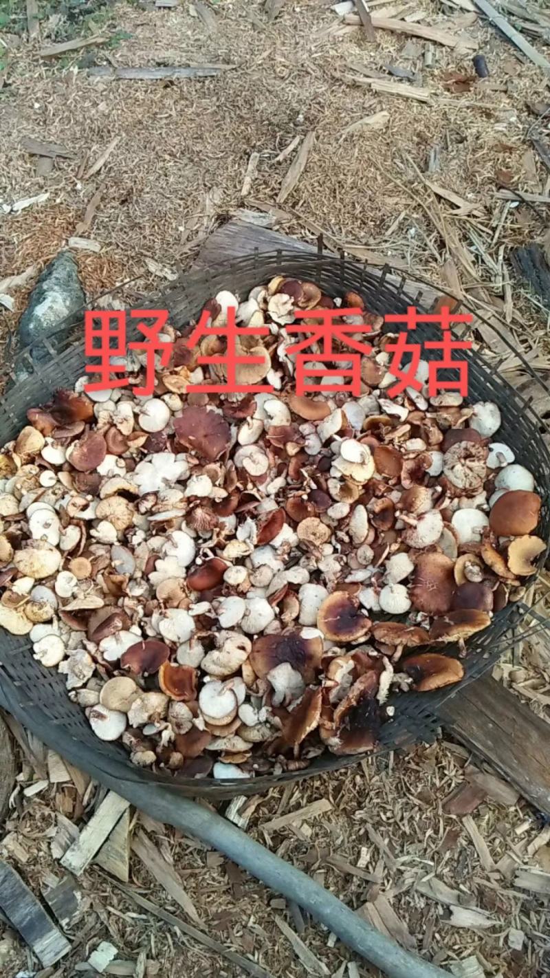 广西来宾市金秀县大瑶山野生香菇
